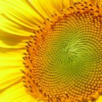 medioambiente
